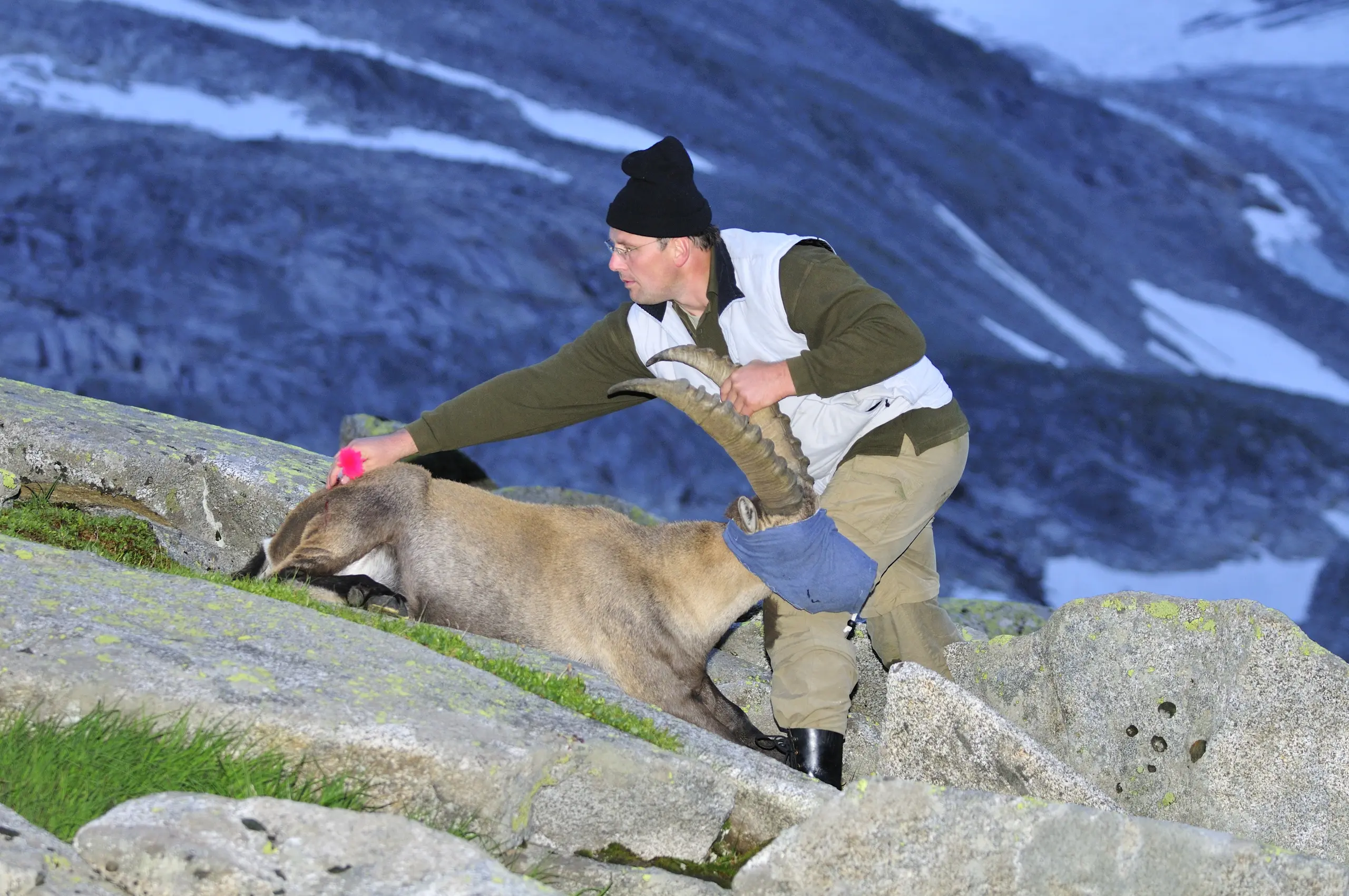 /service/gallery/Steinbock abend_005.jpg